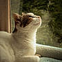 cat, animal, pet, indoor, window, blanket, resting, fur, whiskers, side_view, cozy, soft_texture, relaxed, light, daylight, domestic, mammal, cute, peaceful, portrait