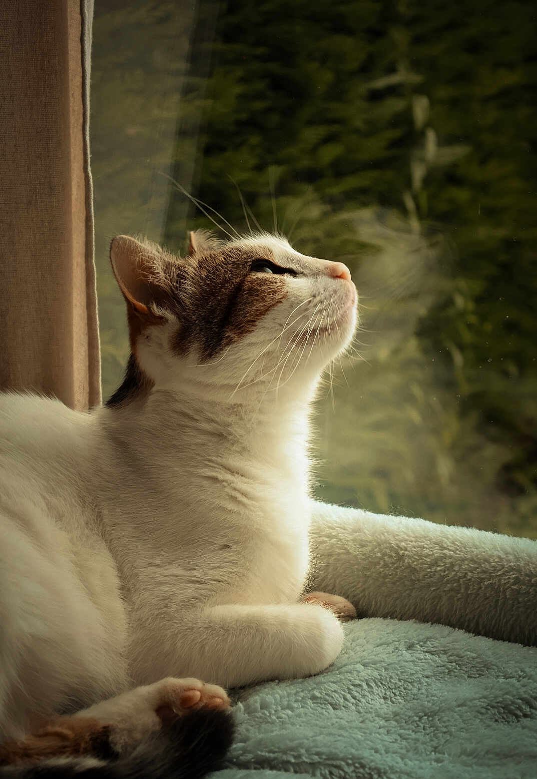Shelby a rejoint le concours — aidez-le/la à gagner de superbes lots ! cat, animal, pet, indoor, window, blanket, resting, fur, whiskers, side_view, cozy, soft_texture, relaxed, light, daylight, domestic, mammal, cute, peaceful, portrait