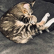 Nani And Peaches is registered to the contest to win money with this photo: cat, tabby, sleeping, paw, fur, striped, pet, animal, cozy, resting, cute, whiskers, indoor, soft, closeup, mammal, relaxed, domestic, feline, gray_background