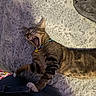 cat, tabby_cat, yawning, stretching, collar, paw, person, pants, carpet, shadow, indoor, pet, feline, resting, texture, cozy, candid, animal, mammal, domestic