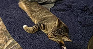 Nani And Peaches joined the competition — help win amazing prizes! cat, tabby, stretching, bed, blanket, fur, paws, indoor, relaxed, sleepy, striped, pet, animal, cozy, resting, feline, soft, home, comfort, sleep