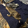cat, tabby, stretching, bed, blanket, fur, paws, indoor, relaxed, sleepy, striped, pet, animal, cozy, resting, feline, soft, home, comfort, sleep