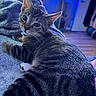 cat, tabby_cat, pet, indoor, blanket, fur, whiskers, animal, relaxing, bedroom, soft_texture, curious, looking_back, domestic_animal, cozy, feline, close_up, striped_fur, resting, blue_light