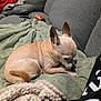 animal, blanket, chihuahua, couch, cozy, dog, domestic_animal, fur, furniture, indoor, living_room, paw, person, pet, pillow, relaxing, resting, sleeping, small_dog, soft_texture