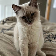 Luna is registered to the contest to win money with this photo: cat, feline, pet, animal, fur, ears, bed, blanket, indoor, curious, soft, whiskers, domestic, cute, young, mammal, portrait, sitting, closeup, furry