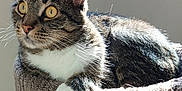 Maxine joined the competition — help win amazing prizes! alert, animal, cat, cat_tree, closeup, cozy, domestic_cat, feline, fur, indoor, pet, portrait, relaxed, resting, sunlight, tabby, texture, whiskers, white_paws, yellow_eyes