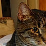 Maxine is registered to the contest to win money with this photo: animal, blurred_background, brown, cat, close_up, cozy, domestic, ear, eye, face, feline, fur, indoor, mammal, pet, portrait, soft_light, tabby_cat, whiskers, yellow_eye