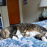 Maxine is registered to the contest to win money with this photo: animal, bed, bedroom, blue, cat, cozy, door, floral_pattern, furniture, indoor, lamp, pet, quilt, relaxed, resting, sleepy, storage_cube, tabby, white, white_paws