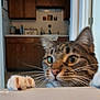 Maxine is registered to the contest to win money with this photo: animal, cabinet, cat, claws, closeup, curious, cute, domestic_cat, doorway, feline, home, indoor, kitchen, looking, mammal, pet, playful, tabby_cat, whiskers, white_paws
