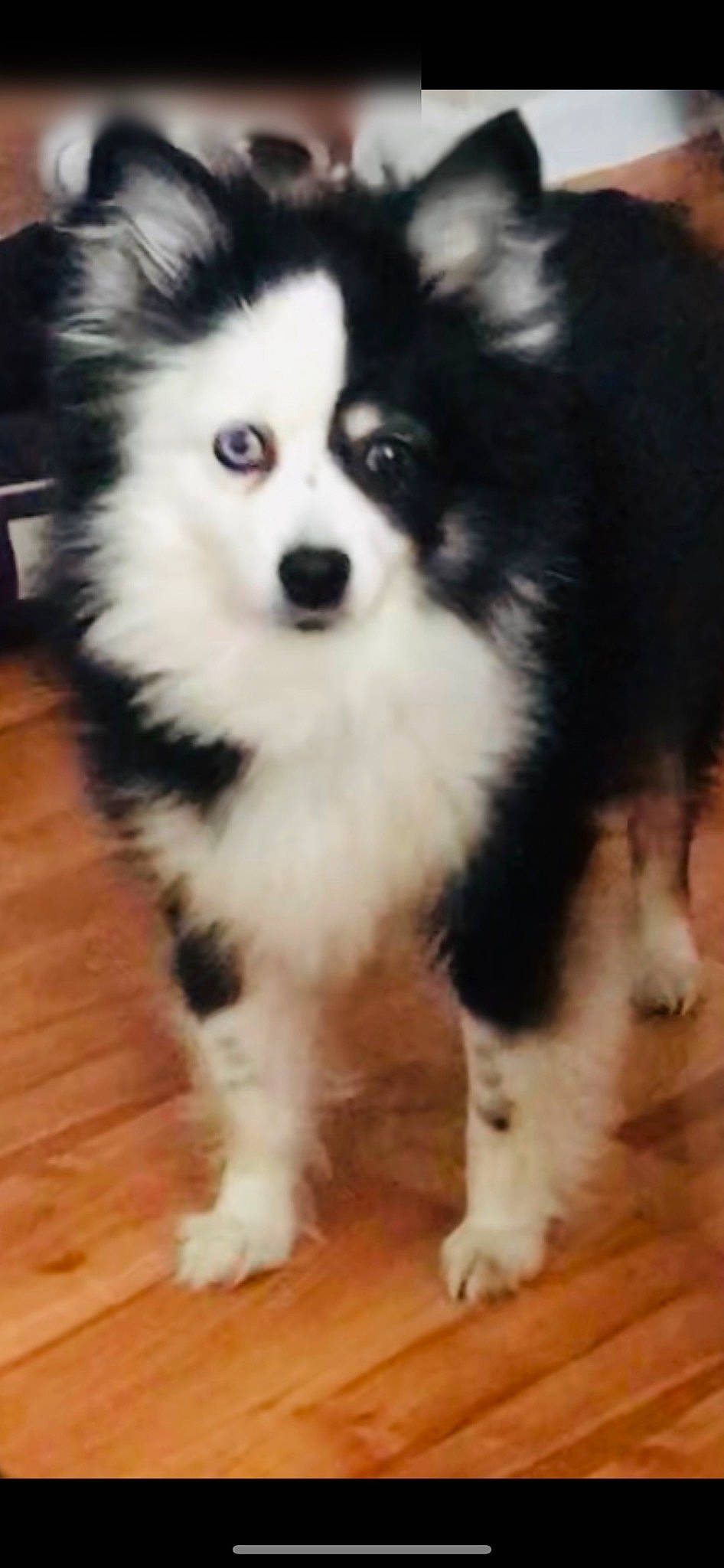 Charlie joined the competition — help win amazing prizes! canidae, carnivore, companion_dog, dog, dog_breed, dog_supply, flooring, fur, hardwood, laminate_flooring, snout, sporting_group, toy_dog, varnish, whiskers, wood, wood_flooring, wood_stain, working_animal, working_dog