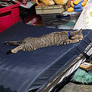 Gizmo joined the competition — help win amazing prizes! cat, tabby, sleeping, mattress, stuffed_toy, lion_toy, winnie_the_pooh, clutter, storage_bin, blue_collar, indoor, resting, feline, bedroom, soft_toy, relaxed, animal, domestic_pet, fabric, floor