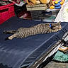 cat, tabby, sleeping, mattress, stuffed_toy, lion_toy, winnie_the_pooh, clutter, storage_bin, blue_collar, indoor, resting, feline, bedroom, soft_toy, relaxed, animal, domestic_pet, fabric, floor