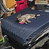 Gizmo is registered to the contest to win money with this photo: cat, mattress, toy, storage, clutter, striped_cat, indoor, relaxing, feline, sleeping, dark_blue, pink, dog_partial, carpet, box, stuffed_animal, pile, fabric, quiet, pet