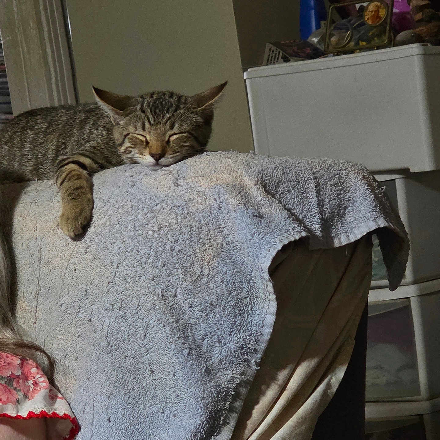 Gizmo is registered to the contest to win money with this photo: cat, tabby, sleeping, towel, chair, indoor, cozy, relaxed, paw, furniture, home, resting, animal, pet, fur, cute, domestic, peaceful, napping, comfy