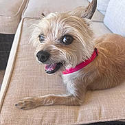 Prince Charming joined the competition — help win amazing prizes! alert, animal, beige, canine, collar, companion, couch, cute, dog, domestic_animal, fur, furniture, happy, indoor, mouth_open, pet, pink_collar, portrait, resting, small_dog