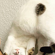 Chanel a rejoint le concours — aidez-le/la à gagner de superbes lots ! animal, cat, closeup, curious, cute, domestic_cat, feline, funny_pose, fur, indoor, paws, pet, playful, spots, stretching, tail, texture, wall, whiskers, white_cat