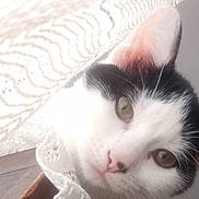 Luna participe au concours pour gagner de l'argent avec cette photo : cat, curious, lace_curtain, black_and_white, close_up, pet, indoor, face, person, partial_face, soft_light, texture, pattern, whiskers, ear, nose, eye, background, cozy, intimate