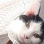 cat, curious, lace_curtain, black_and_white, close_up, pet, indoor, face, person, partial_face, soft_light, texture, pattern, whiskers, ear, nose, eye, background, cozy, intimate
