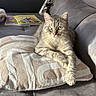 Tigrou a rejoint le concours — aidez-le/la à gagner de superbes lots ! animal, books, cat, cushion, fur, gray_cat, green_eyes, indoor, laundry, living_room, lying_down, paws, pet, portrait, relaxed, sitting, sofa, sunlight, tabby, whiskers