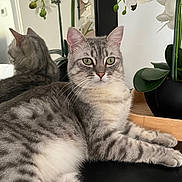 Tigrou participe au concours pour gagner de l'argent avec cette photo : animal, cat, close_up, ears, feline, gray_fur, green_eyes, houseplant, indoor, lying_down, mirror, orchid, pet, portrait, reflection, relaxed, striped_fur, tabby, table, whiskers