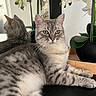 animal, cat, close_up, ears, feline, gray_fur, green_eyes, houseplant, indoor, lying_down, mirror, orchid, pet, portrait, reflection, relaxed, striped_fur, tabby, table, whiskers