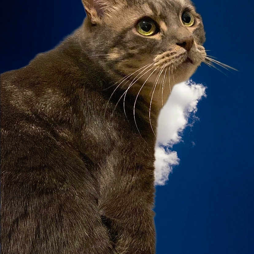 Aki a rejoint le concours — aidez-le/la à gagner de superbes lots ! abyssinian, angora, animal, blackcat, cat, egyptiancat, kitten, manx, pet