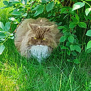 Ibaya a rejoint le concours — aidez-le/la à gagner de superbes lots ! cat, fluffy_cat, yellow_eyes, grass, greenery, bush, outdoor, nature, pet, animal, fur, leaf, shaded, resting, wildlife, mammal, closeup, summer, garden, quiet