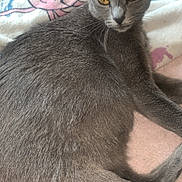 Mya a rejoint le concours — aidez-le/la à gagner de superbes lots ! cat, gray_cat, animal, pet, feline, fur, whiskers, ears, eyes, blanket, soft, indoor, resting, relaxed, cute, mammal, sleepy, cozy, closeup, portrait