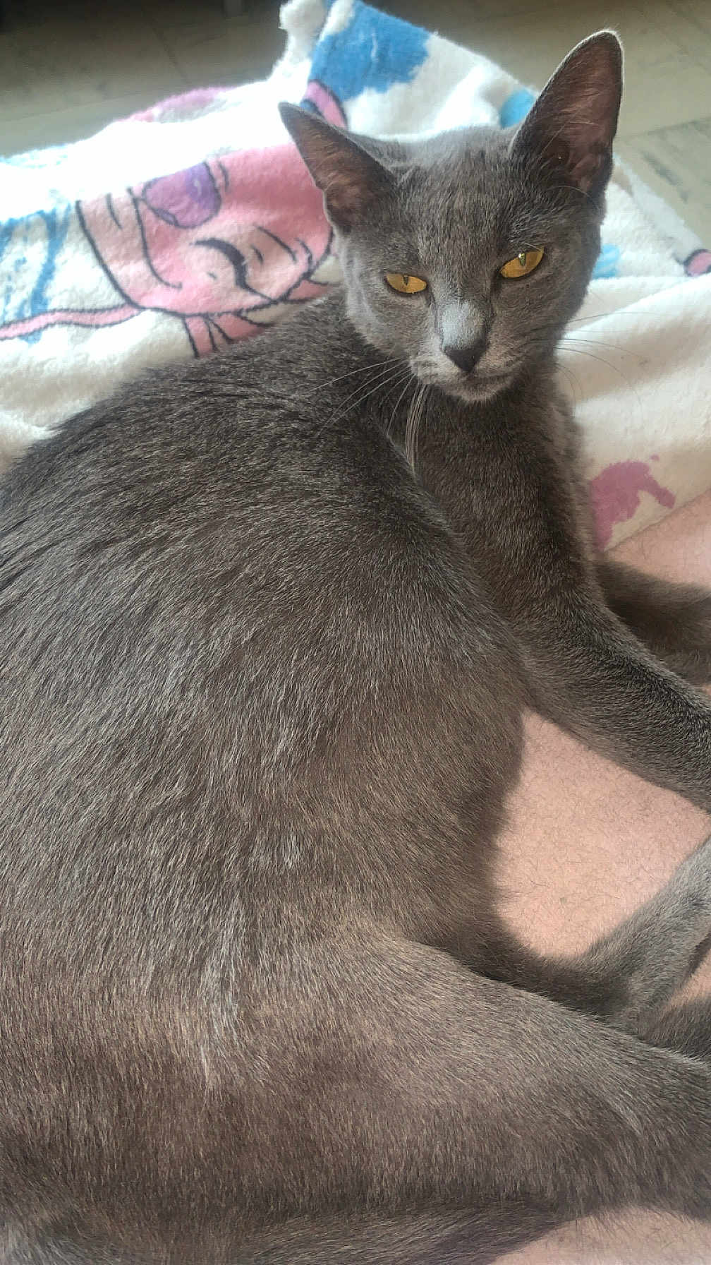 Mya a rejoint le concours — aidez-le/la à gagner de superbes lots ! cat, gray_cat, animal, pet, feline, fur, whiskers, ears, eyes, blanket, soft, indoor, resting, relaxed, cute, mammal, sleepy, cozy, closeup, portrait