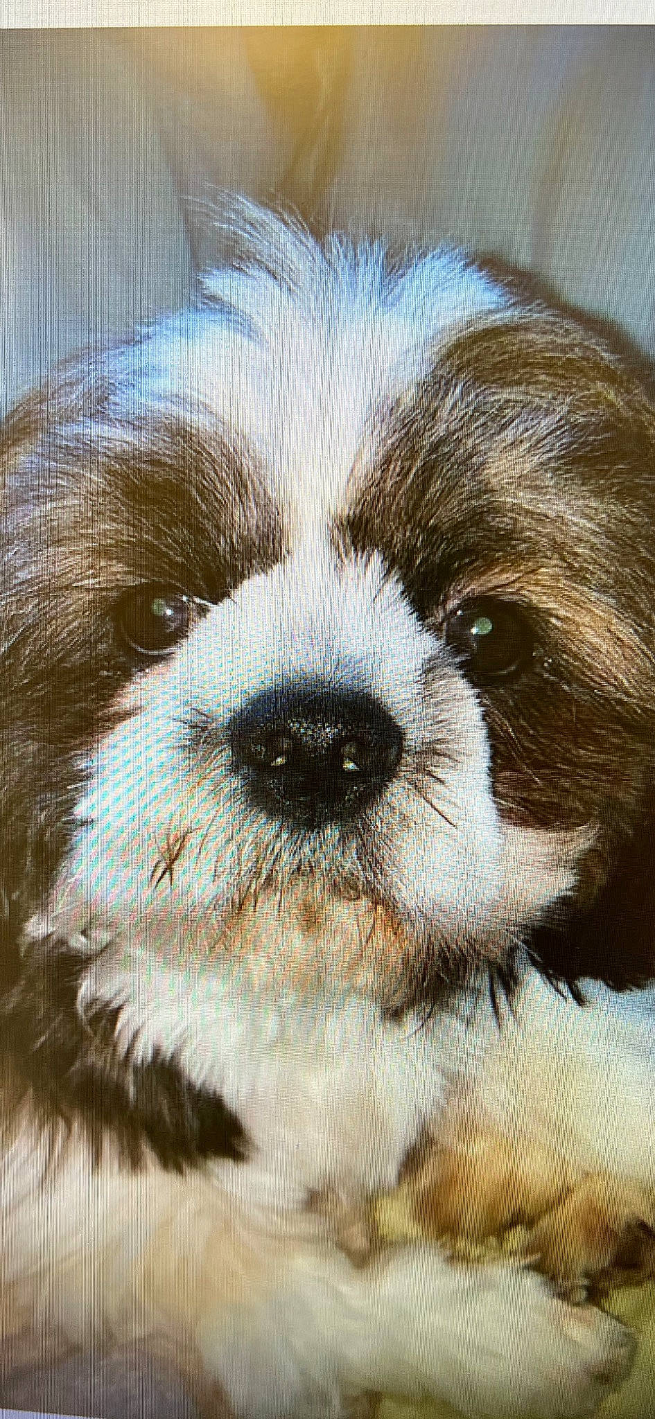 Hemi Boo Boo is registered to the contest to win money with this photo: ancient_dog_breeds, canidae, carnivore, companion_dog, dog, dog_breed, fur, liver, non_sporting_group, puppy, shih_tzu, small_terrier, snout, sporting_group, terrestrial_animal, terrier, toy_dog, whiskers, working_animal