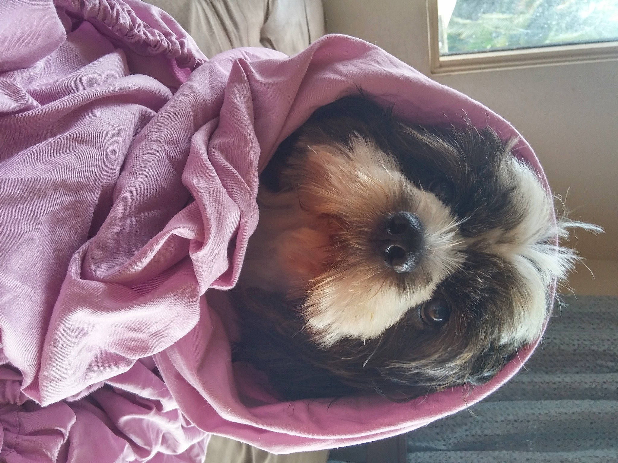 Hemi Boo Boo is registered to the contest to win money with this photo: carnivore, comfort, companion_dog, dog, dog_breed, dog_clothes, dog_supply, fawn, fur, liver, magenta, mammal, purple, shih_poo, shih_tzu, small_terrier, terrier, toy_dog, window, working_animal