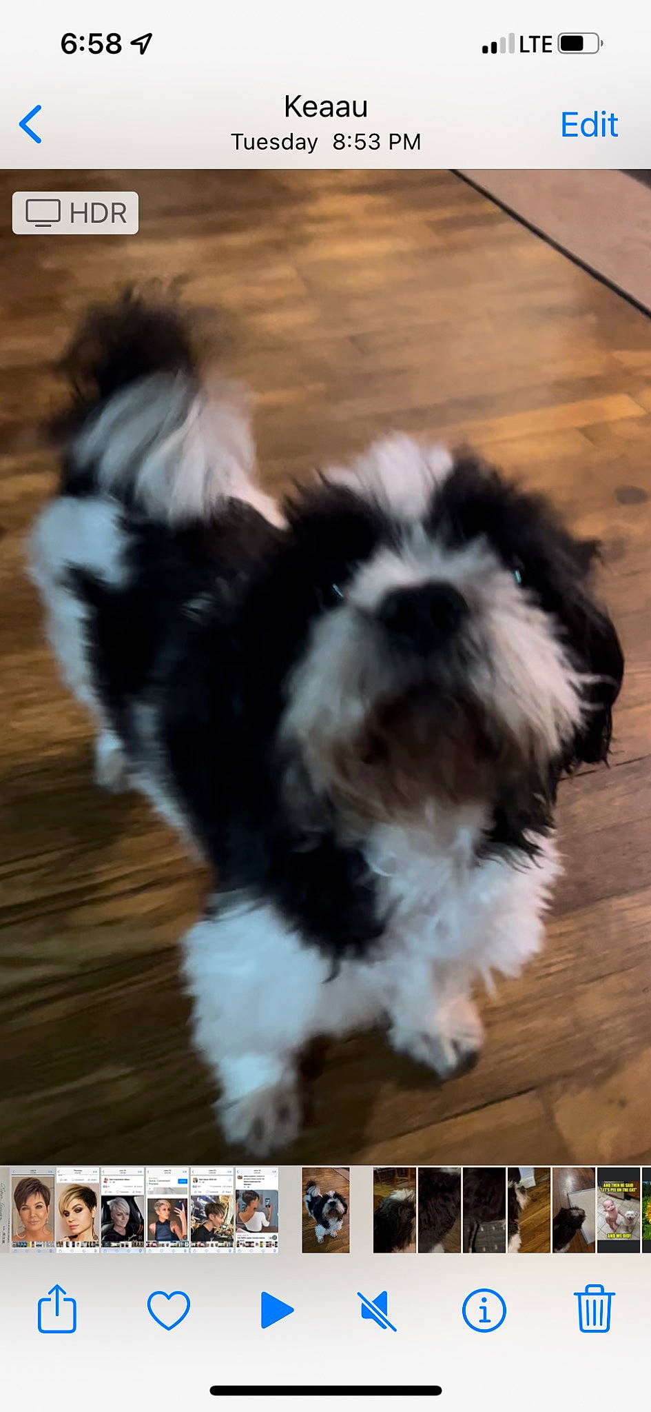 Hemi Boo Boo is registered to the contest to win money with this photo: canidae, carnivore, companion_dog, dog, dog_breed, fur, hardwood, liver, non_sporting_group, screenshot, shih_tzu, sporting_group, tail, terrier, toy_dog, wood, wood_stain, working_animal