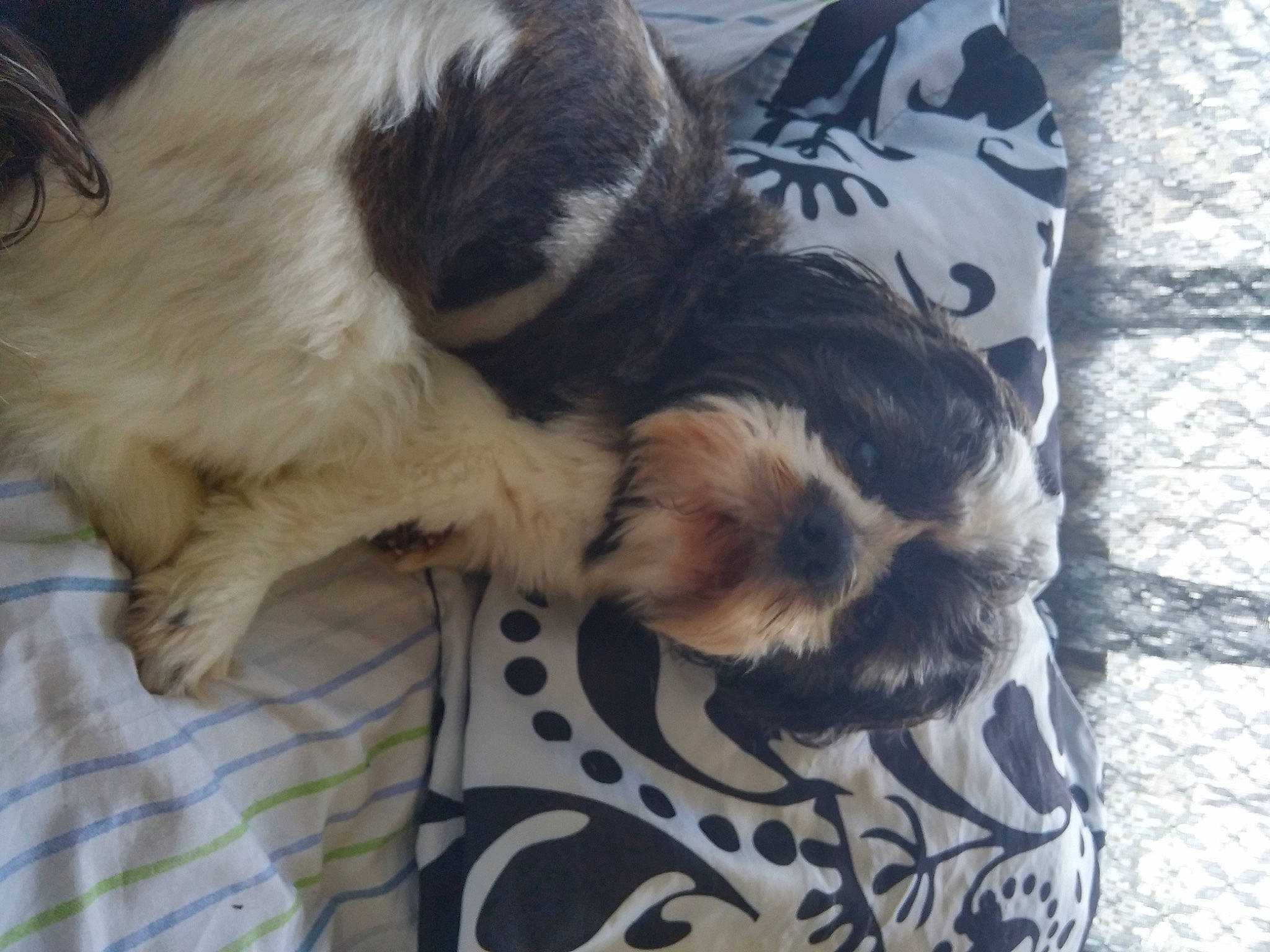 Hemi Boo Boo is registered to the contest to win money with this photo: canidae, carnivore, claw, comfort, companion_dog, dog_breed, felidae, foot, fur, human_leg, nap, paw, puppy, small_to_medium_sized_cats, snout, sporting_group, tail, toy_dog, whiskers, working_animal