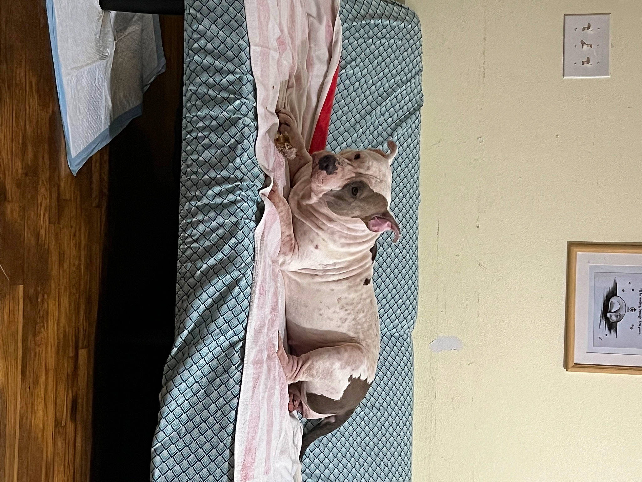 Irie is registered to the contest to win money with this photo: art, canidae, carnivore, fashion_design, fawn, felidae, flooring, fur, hardwood, linens, picture_frame, room, sculpture, small_to_medium_sized_cats, sporting_group, tail, twig, visual_arts, window, wood