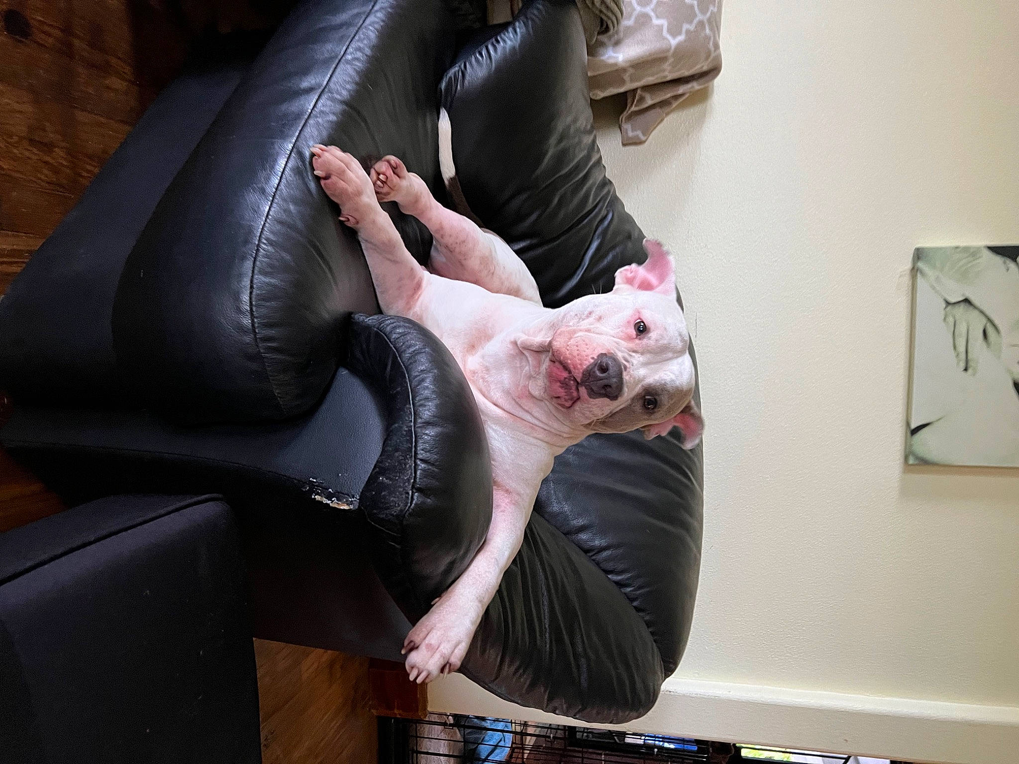 Irie is registered to the contest to win money with this photo: auto_part, car_seat, comfort, companion_dog, dress, eyewear, felidae, foot, fur, gesture, human_body, human_leg, knee, lap, mammal, nail, sitting, steering_wheel, thigh, vehicle_door