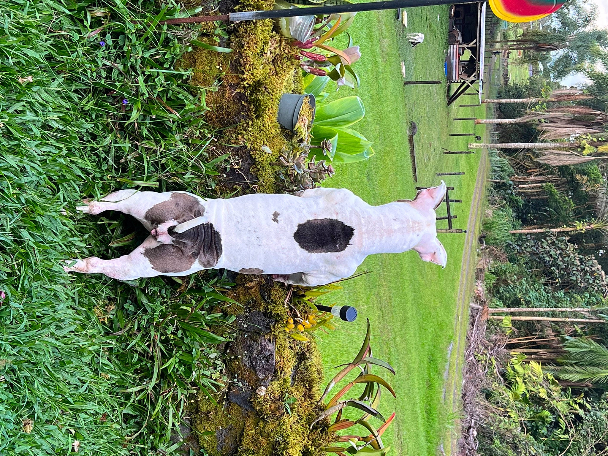 Irie joined the competition — help win amazing prizes! dog, dog_breed, fawn, garden, grass, grass_family, green, groundcover, pasture, plant, shrub, sporting_group, tail, terrestrial_animal, tree, trunk, wildlife, wood, yard