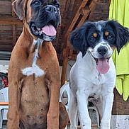 Bonnie Et Baya participe au concours pour gagner de l'argent avec cette photo : animal, black_and_white_dog, boxer, bright_clothing, brown_dog, canine, chair, dog, dogs, floppy_ears, outdoor, pet, porch, portrait, rustic, sitting, spaniel, standing, tongue_out, wooden_background