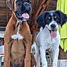 animal, black_and_white_dog, boxer, bright_clothing, brown_dog, canine, chair, dog, dogs, floppy_ears, outdoor, pet, porch, portrait, rustic, sitting, spaniel, standing, tongue_out, wooden_background