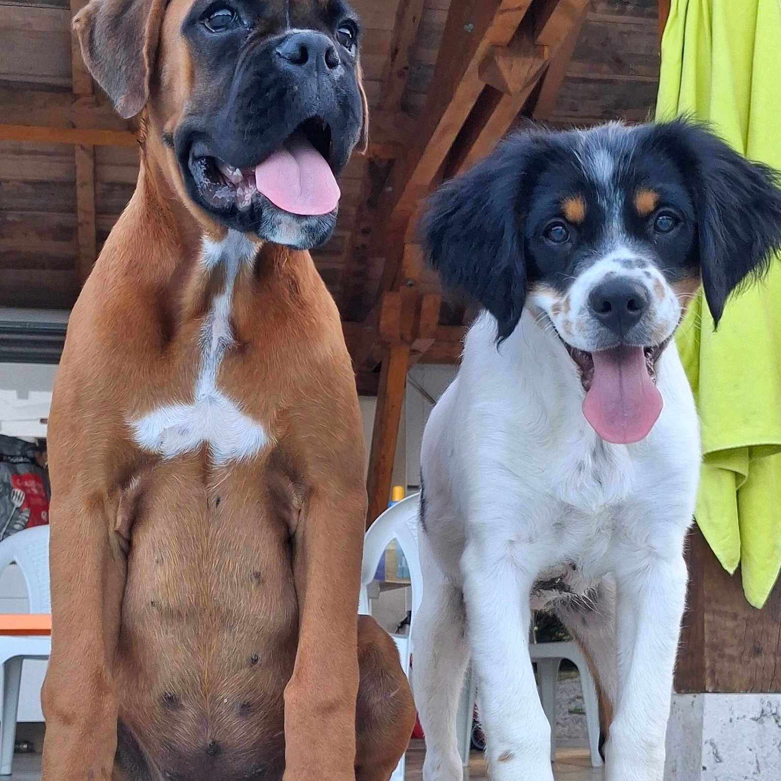 Bonnie Et Baya participe au concours pour gagner de l'argent avec cette photo : animal, black_and_white_dog, boxer, bright_clothing, brown_dog, canine, chair, dog, dogs, floppy_ears, outdoor, pet, porch, portrait, rustic, sitting, spaniel, standing, tongue_out, wooden_background