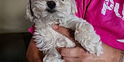 Cookie is registered to the contest to win money with this photo: puppy, dog, pet, white_fur, fluffy, person, holding, indoor, pink_shirt, arm, hand, curious, cute, animal, companion, domestic, portrait, furniture, casual, relaxed