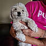 puppy, dog, pet, white_fur, fluffy, person, holding, indoor, pink_shirt, arm, hand, curious, cute, animal, companion, domestic, portrait, furniture, casual, relaxed