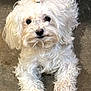 Cookie joined the competition — help win amazing prizes! dog, white, curly_fur, pet, animal, lying_down, floor, cute, small_dog, black_eyes, fur, paw, looking_up, indoor, mammal, companion, friendly, adorable, fluffy, curious