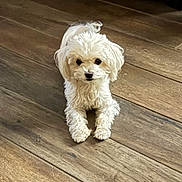 Cookie joined the competition — help win amazing prizes! dog, white_dog, curly_fur, puppy, pet, indoor, wooden_floor, flooring, small_dog, lying_down, looking_at_camera, cute, animal, companion, domestic_animal, furry, canine, relaxed, home, floor