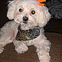 Cookie joined the competition — help win amazing prizes! dog, white_dog, bow, orange_bow, bandana, spiderweb_pattern, cute, pet, indoor, couch, brown_couch, fluffy, small_dog, portrait, animal, domestic_animal, relaxed, orange, holiday, costume