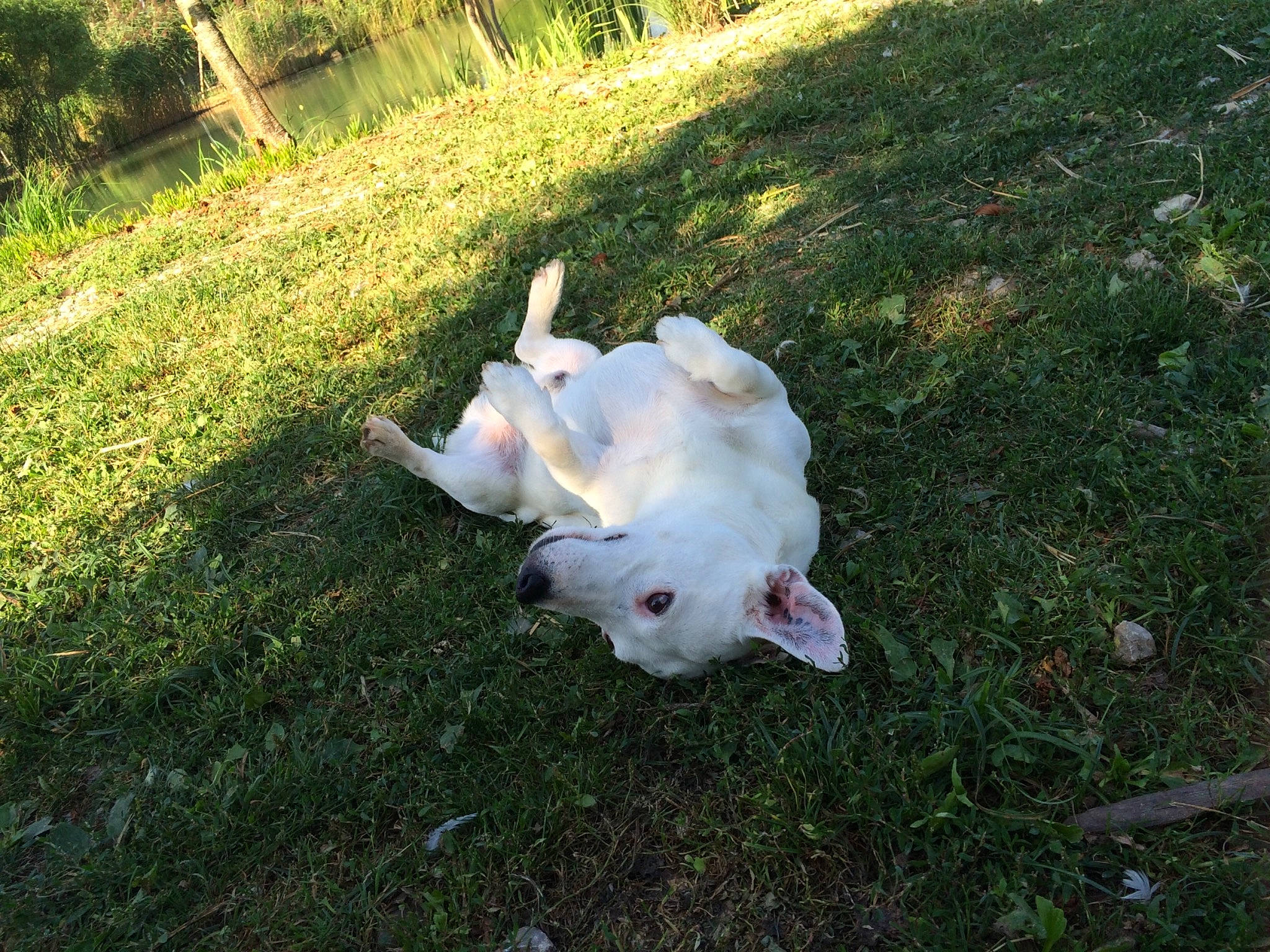 Droopy a rejoint le concours — aidez-le/la à gagner de superbes lots ! american_bulldog, american_pit_bull_terrier, bull_terrier, canidae, carnivore, dog, dog_breed, dogo_argentino, dogo_guatemalteco, fawn, grass, guard_dog, gull_terr, non_sporting_group, tail