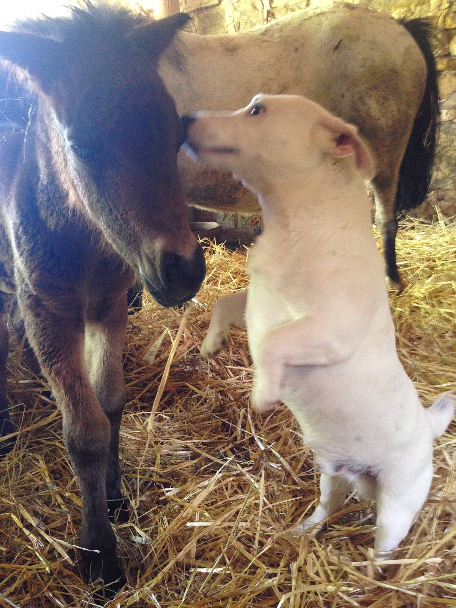 Droopy a rejoint le concours — aidez-le/la à gagner de superbes lots ! calf, colt, foal, grass, hay, horse, landscape, livestock, mammal, mare, snout, stallion, straw, vertebrate