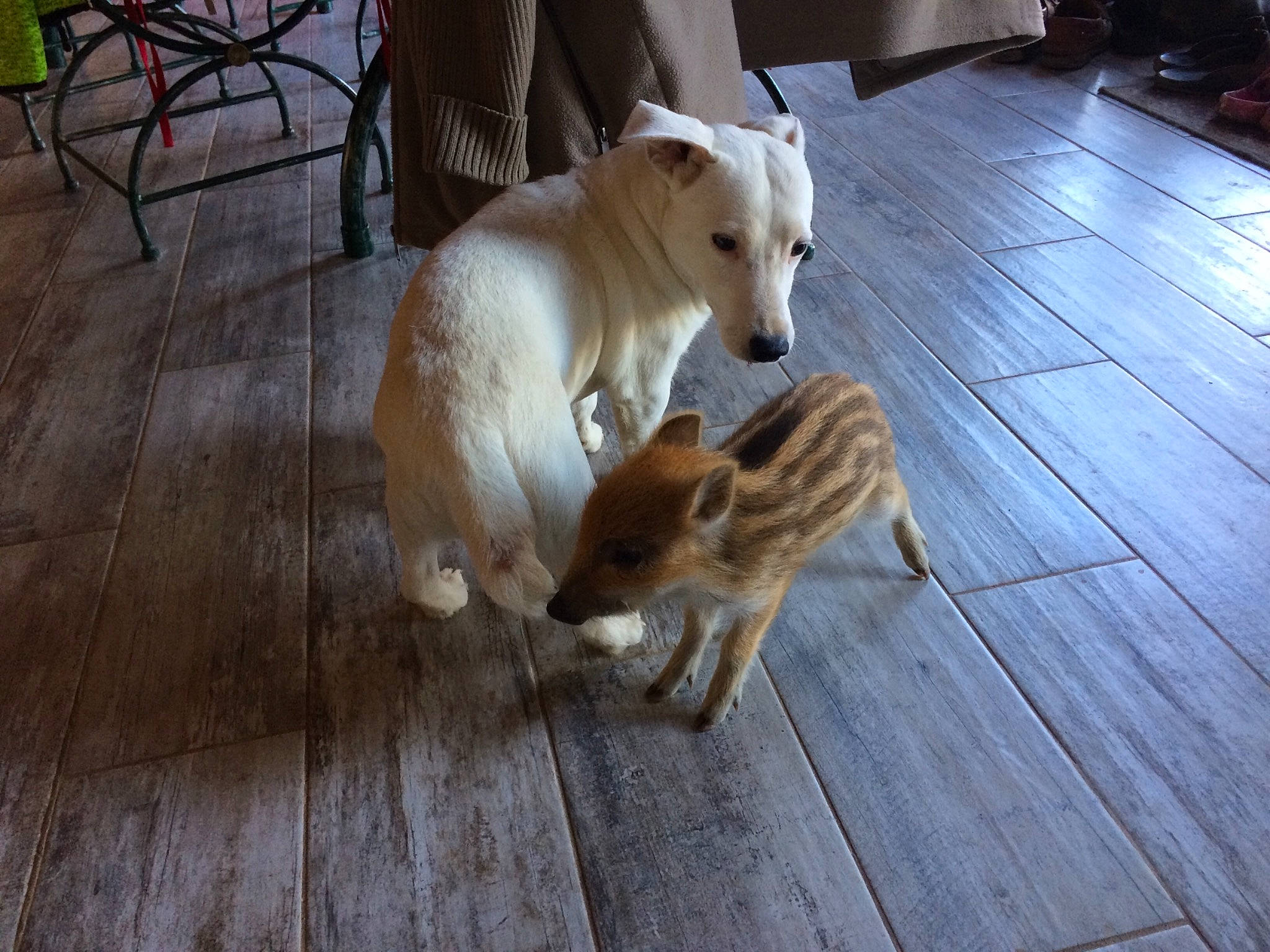 Droopy a rejoint le concours — aidez-le/la à gagner de superbes lots ! aspin, canaan_dog, canidae, carnivore, carolina_dog, companion_dog, dog, dog_breed, fawn, floor, flooring, hardwood, ibizan_hound, korean_jindo_dog, mammal, non_sporting_group, pariah_dog, street_dog, tail, wood