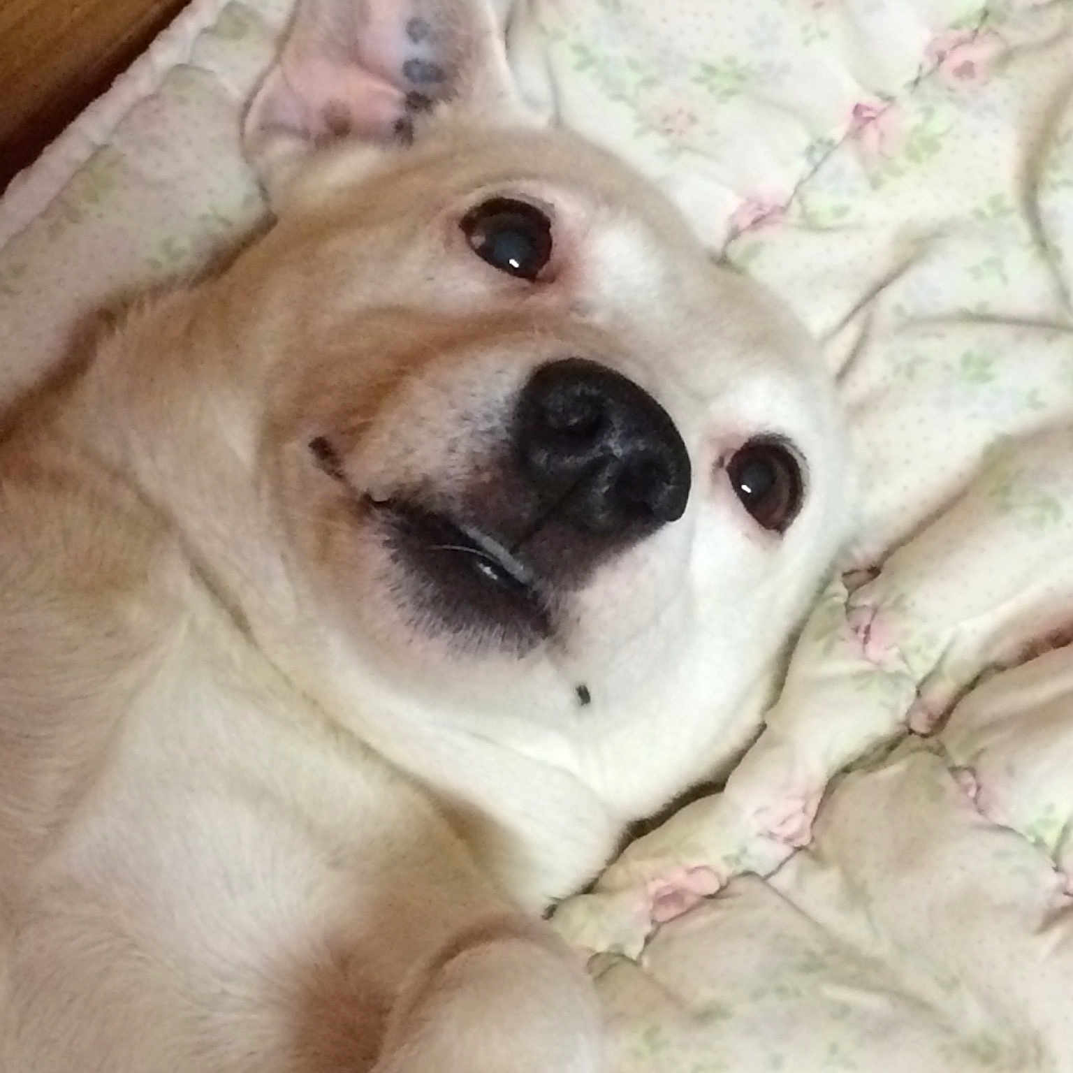 Droopy