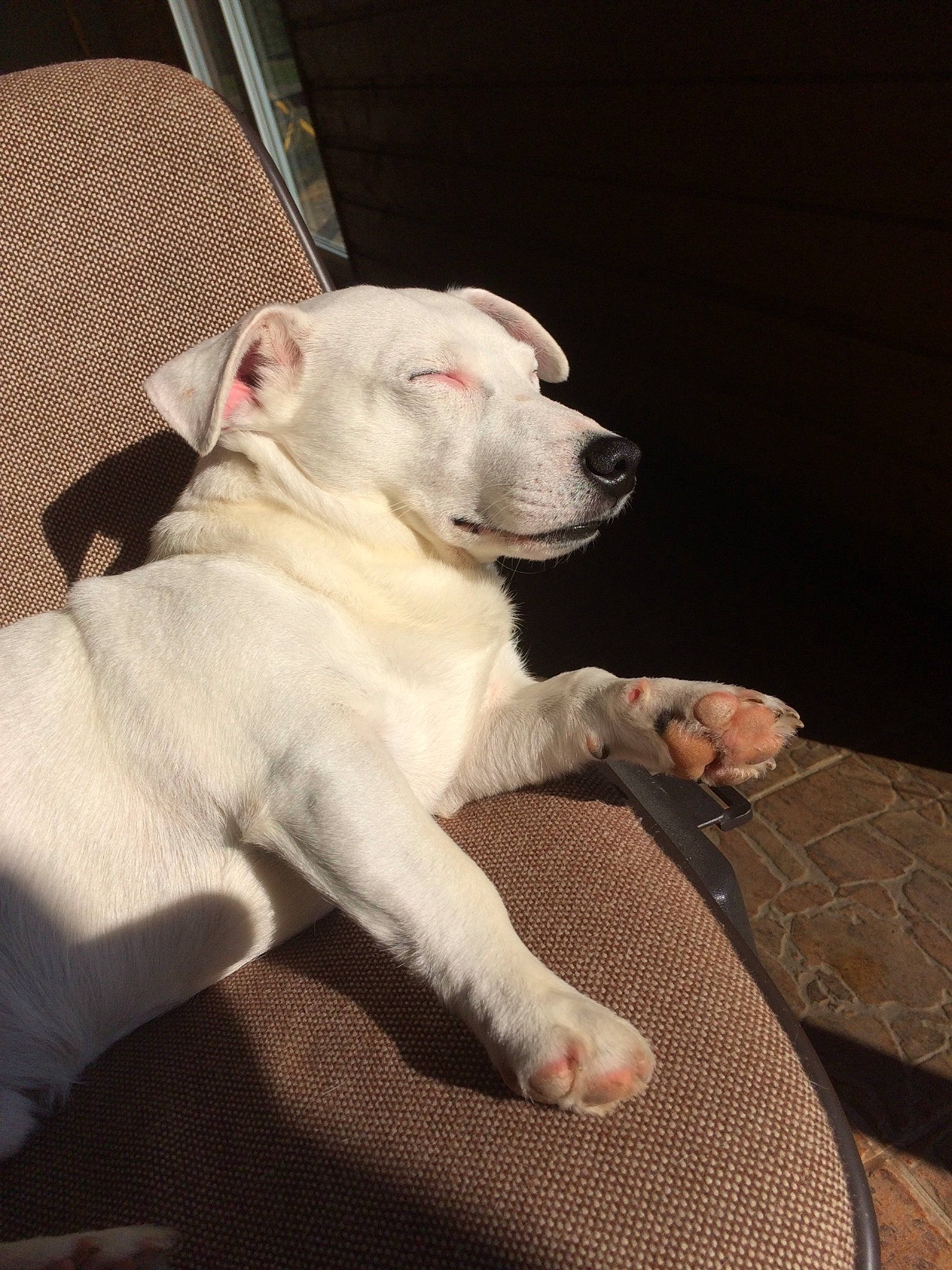 Droopy participe au concours pour gagner de l'argent avec cette photo : american_bulldog, bully_kutta, canidae, carnivore, dog, dog_breed, dogo_argentino, dogo_guatemalteco, fawn, guard_dog, mammal, non_sporting_group, pit_bull, rare_breed_dog, snout, sporting_group, tail, valley_bulldog, vertebrate