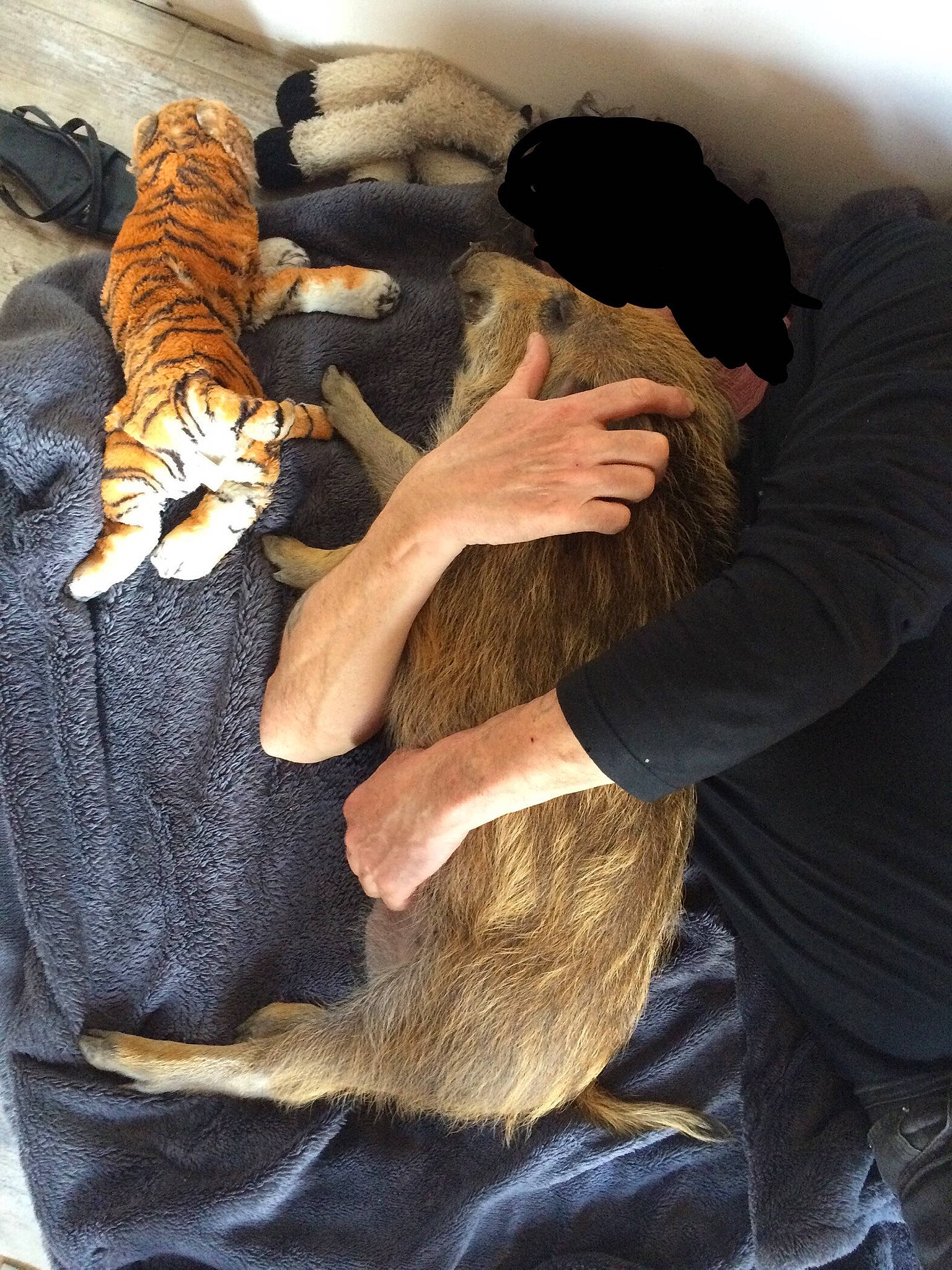 Prunelle participe au concours pour gagner de l'argent avec cette photo : bengal_tiger, big_cats, carnivore, cat, claw, fawn, felidae, fur, hand, paw, tail, tiger